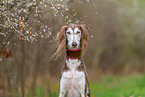 Saluki