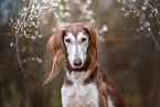 Saluki