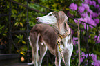 Saluki