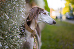 Saluki