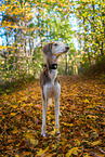 Saluki