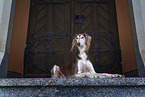 Saluki