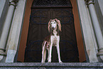 Saluki