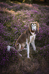 Saluki