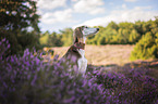 Saluki