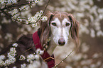 Saluki