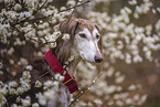 Saluki
