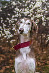 Saluki