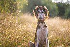 Saluki