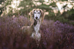 Saluki