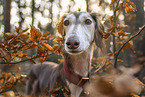 Saluki