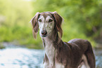 Saluki