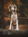 Saluki