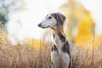 Saluki