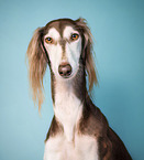 Saluki