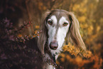 Saluki