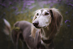 Saluki