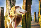 Saluki