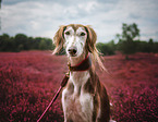 Saluki