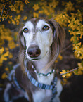 Saluki