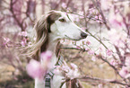 Saluki
