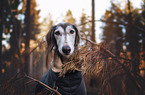 Saluki