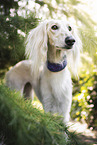 Saluki