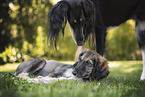 Saluki