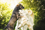 Saluki
