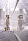 Saluki