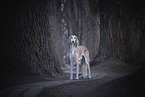 Saluki
