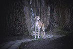 Saluki