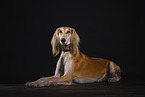 Saluki