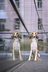 Saluki