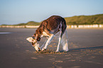 Saluki on the beach