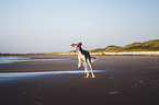 Saluki on the beach