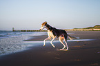 Saluki on the beach