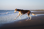 Saluki on the beach