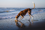 Saluki on the beach