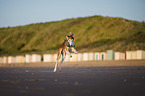 Saluki on the beach