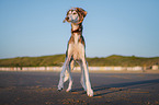 Saluki on the beach