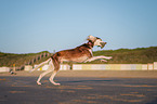Saluki on the beach