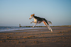 Saluki on the beach