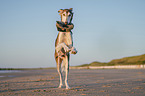Saluki on the beach