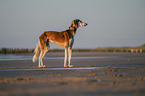 Saluki on the beach