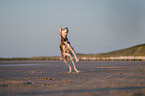 Saluki on the beach