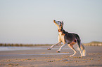 Saluki on the beach