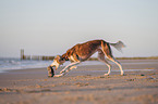 Saluki on the beach