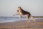 Saluki on the beach
