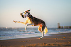 Saluki on the beach